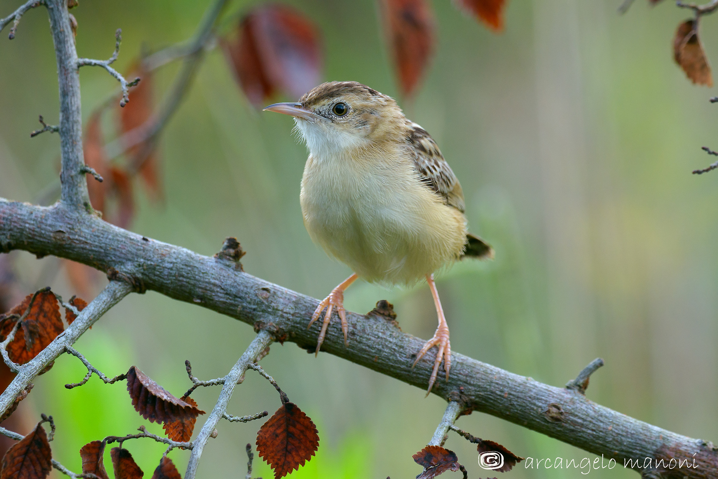 Il minuscolo simpatico beccamoschino color cappuccino