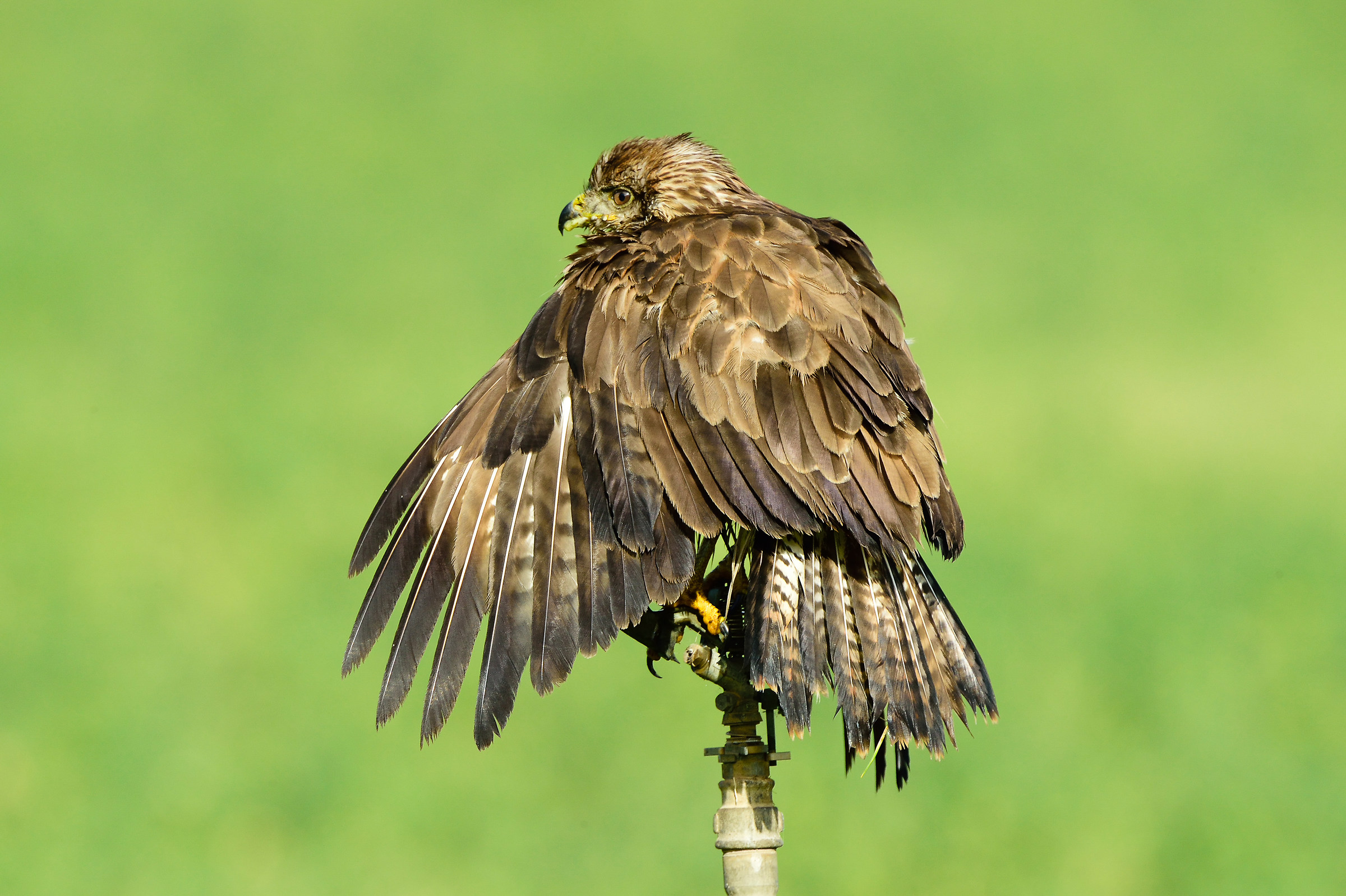 Buzzard