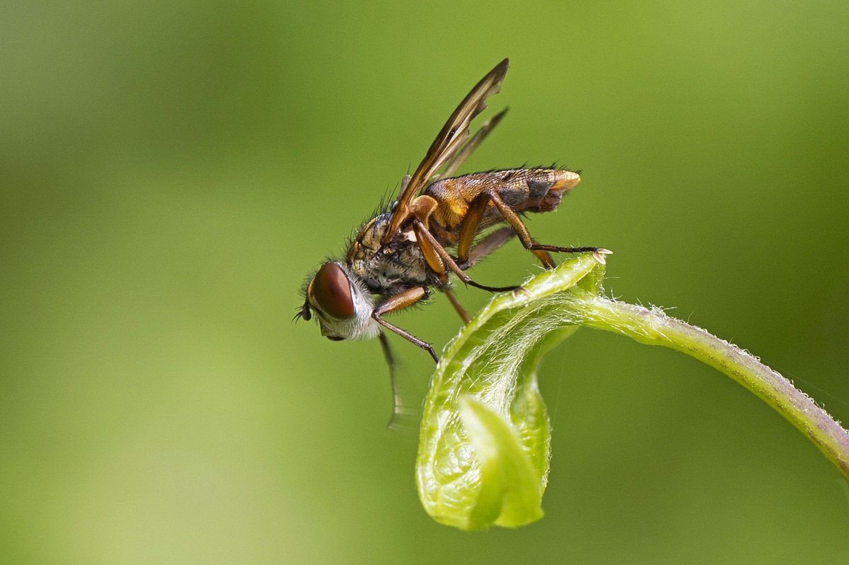 mosca ectophasia crassipennis