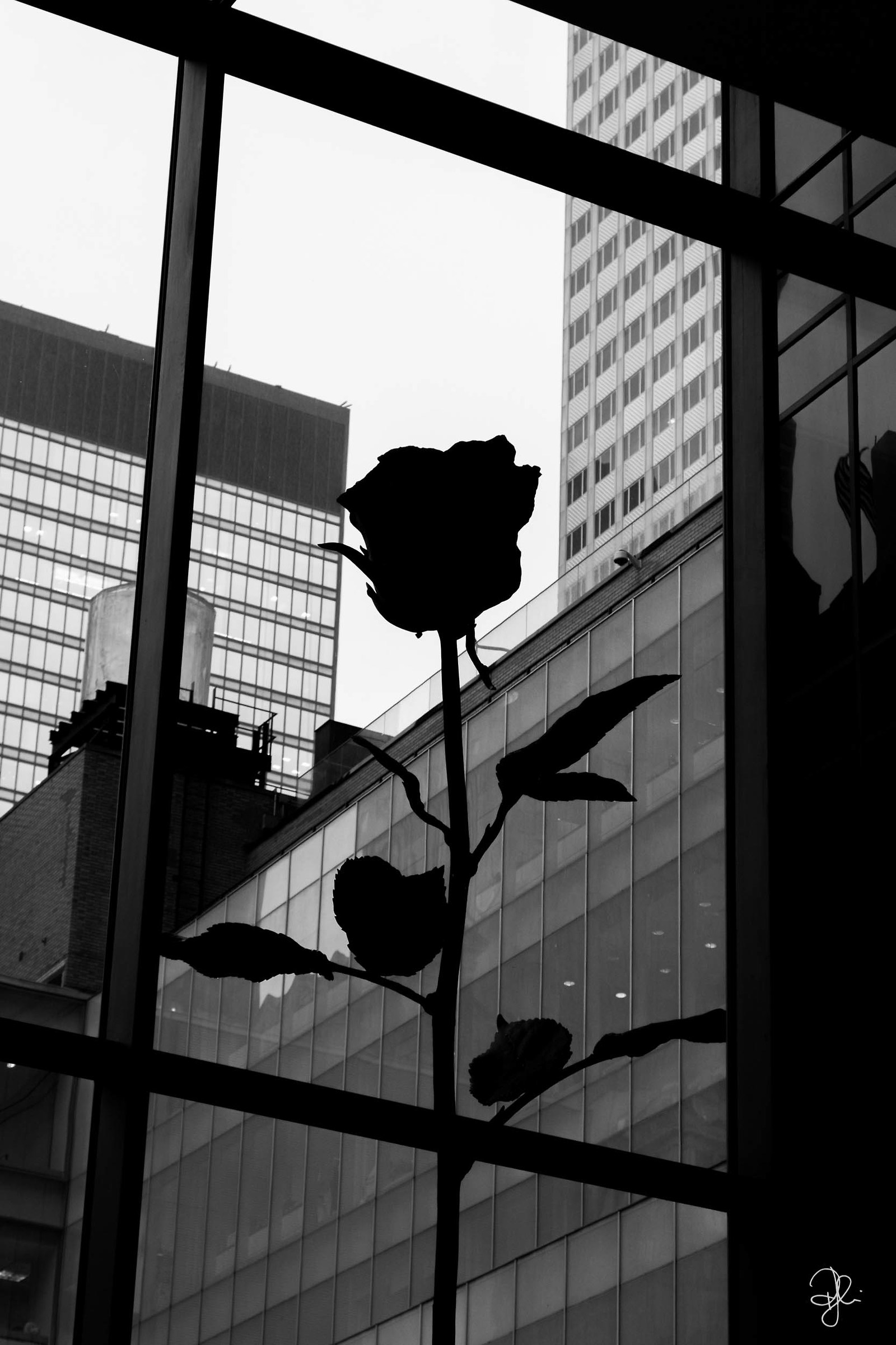 una rosa al MoMA