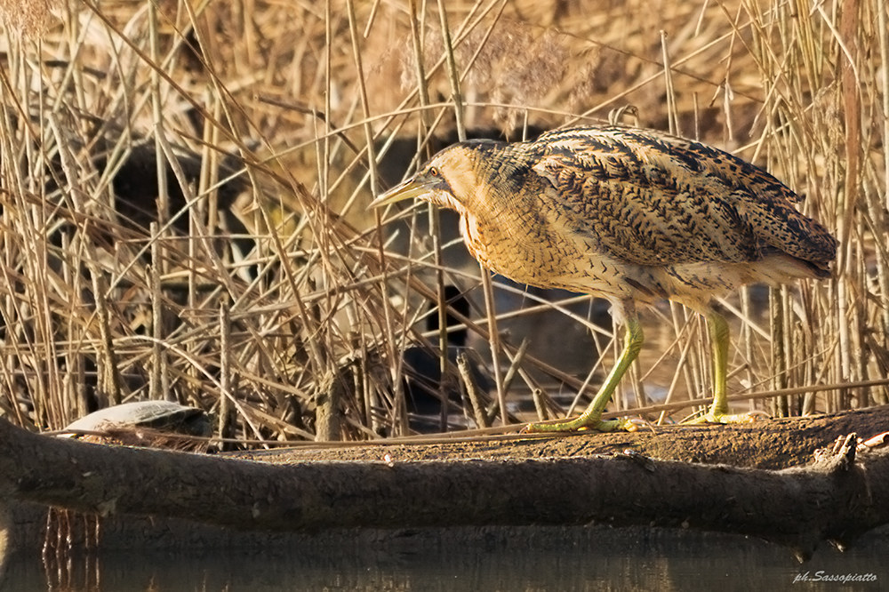 il Tarabuso finalmente fuori dal canneto