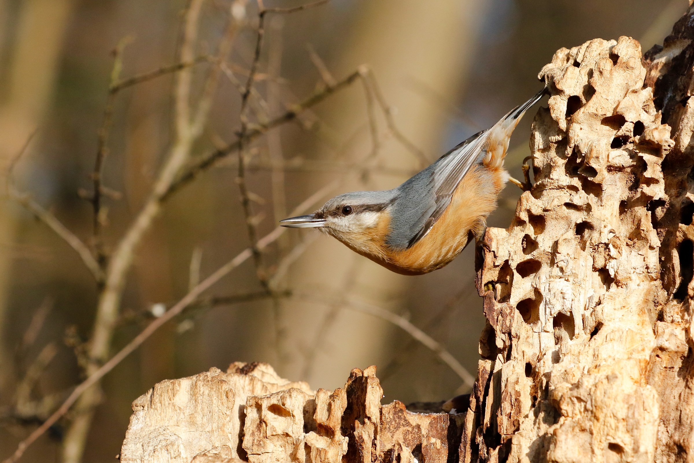 nuthatch