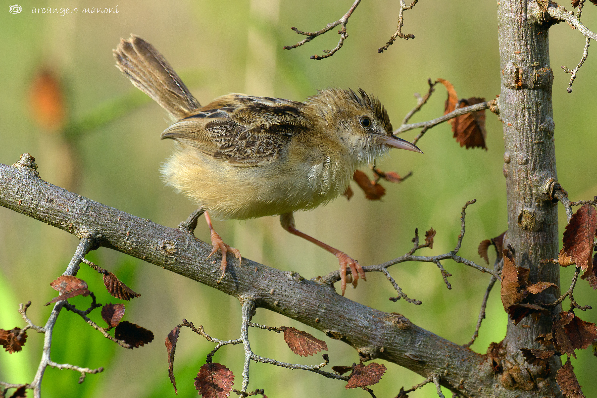 When the elves beccamoschini move in the woods