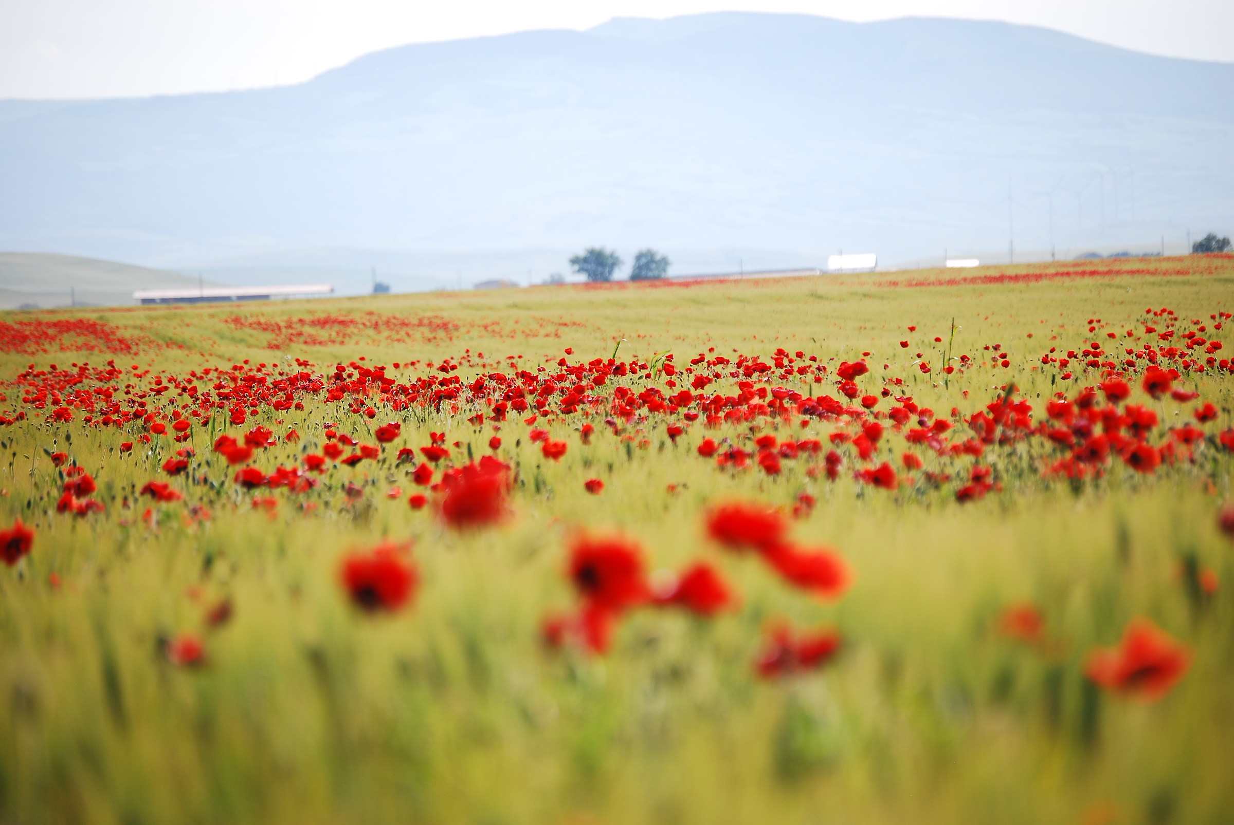 Campo di Papaveri