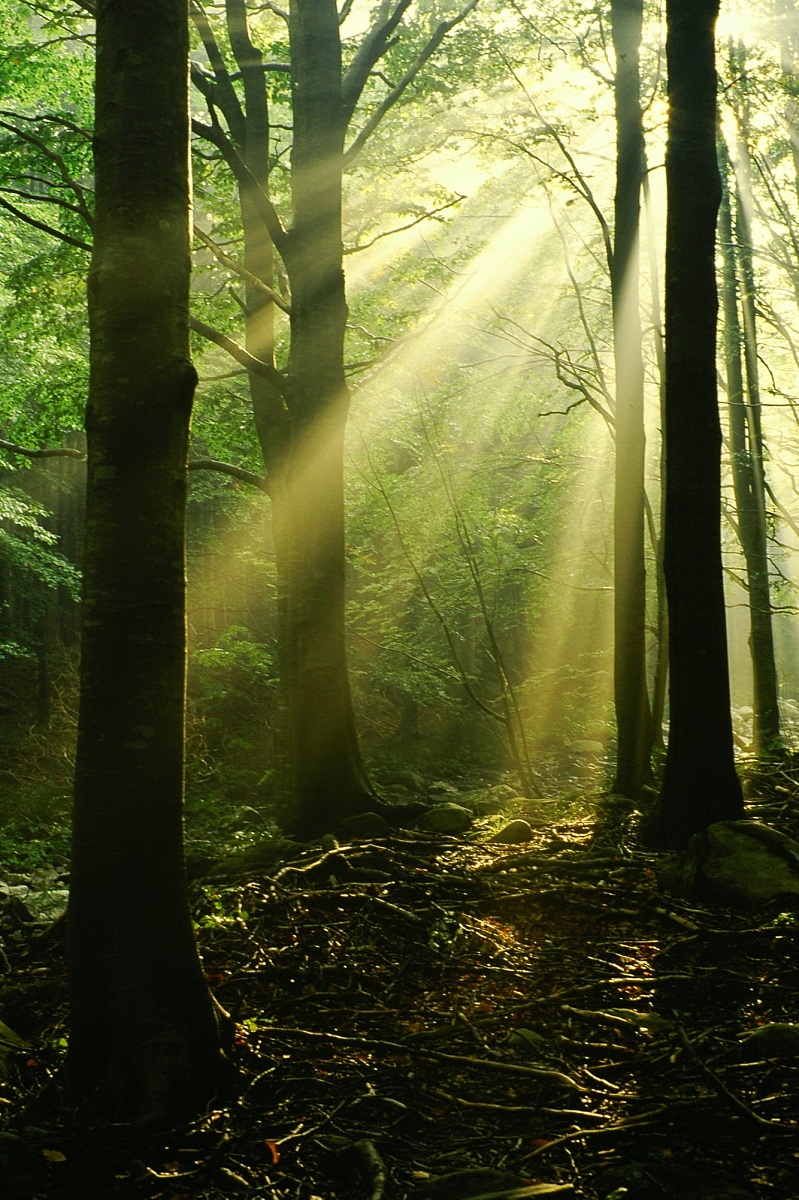 Raggi nel sottobosco