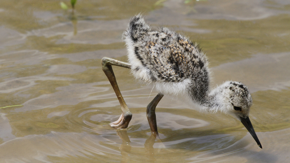 Pullo di Cavaliere d'Italia