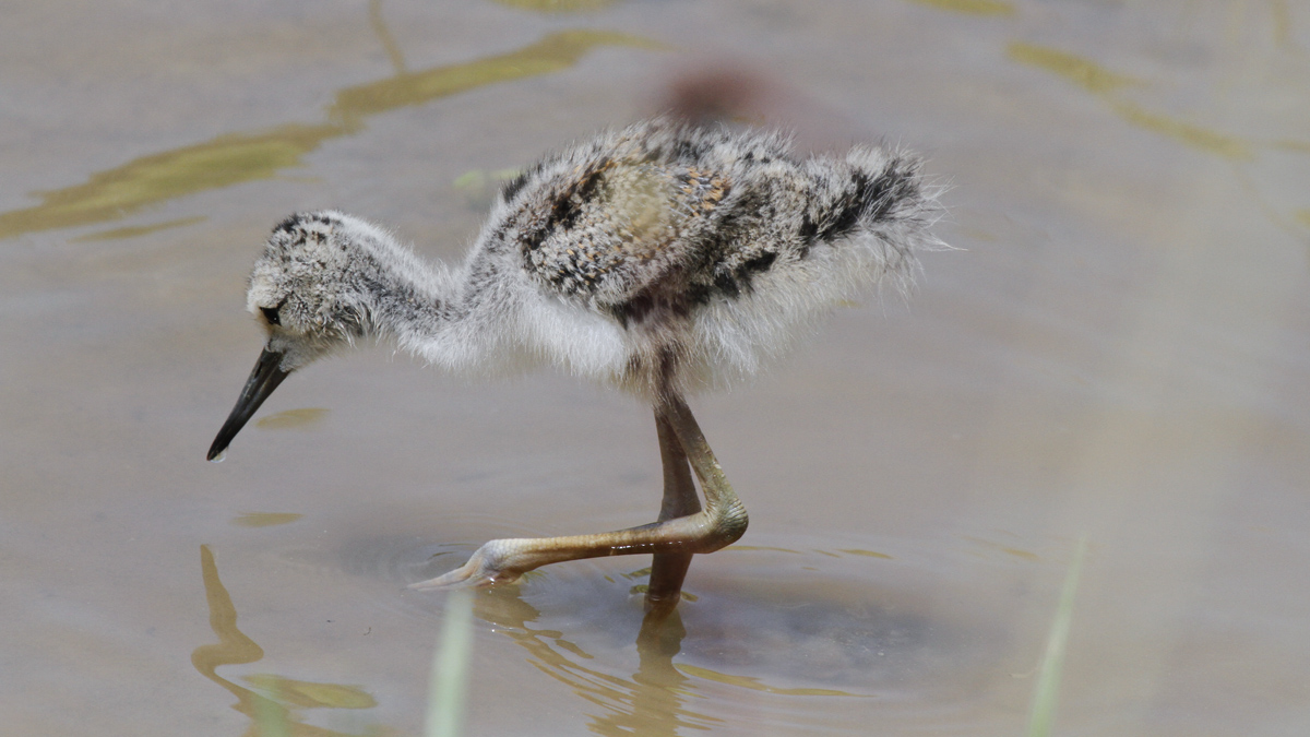 Pullo di Cavaliere d'Italia