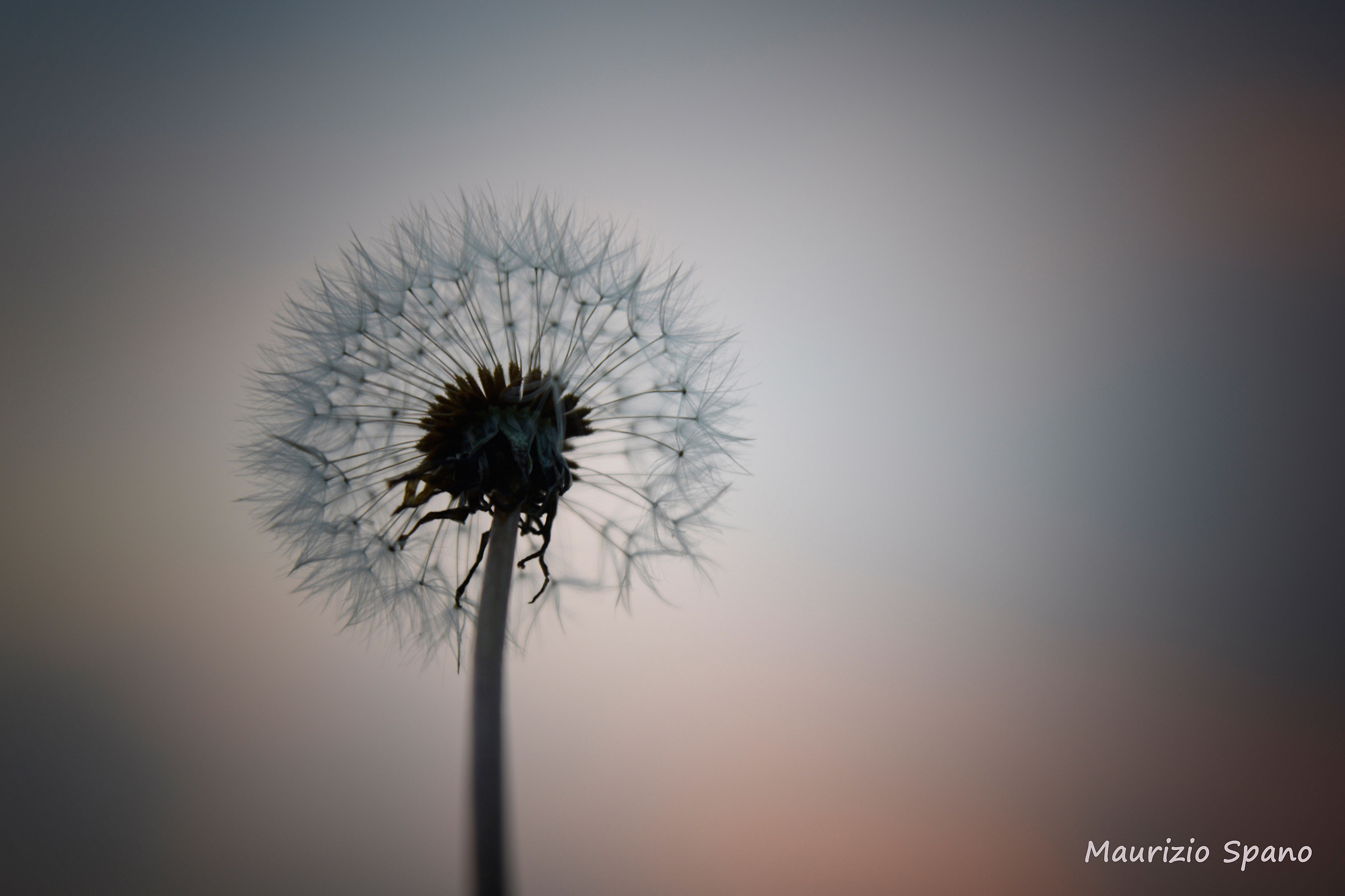 between the grass and the sky is the boundary light