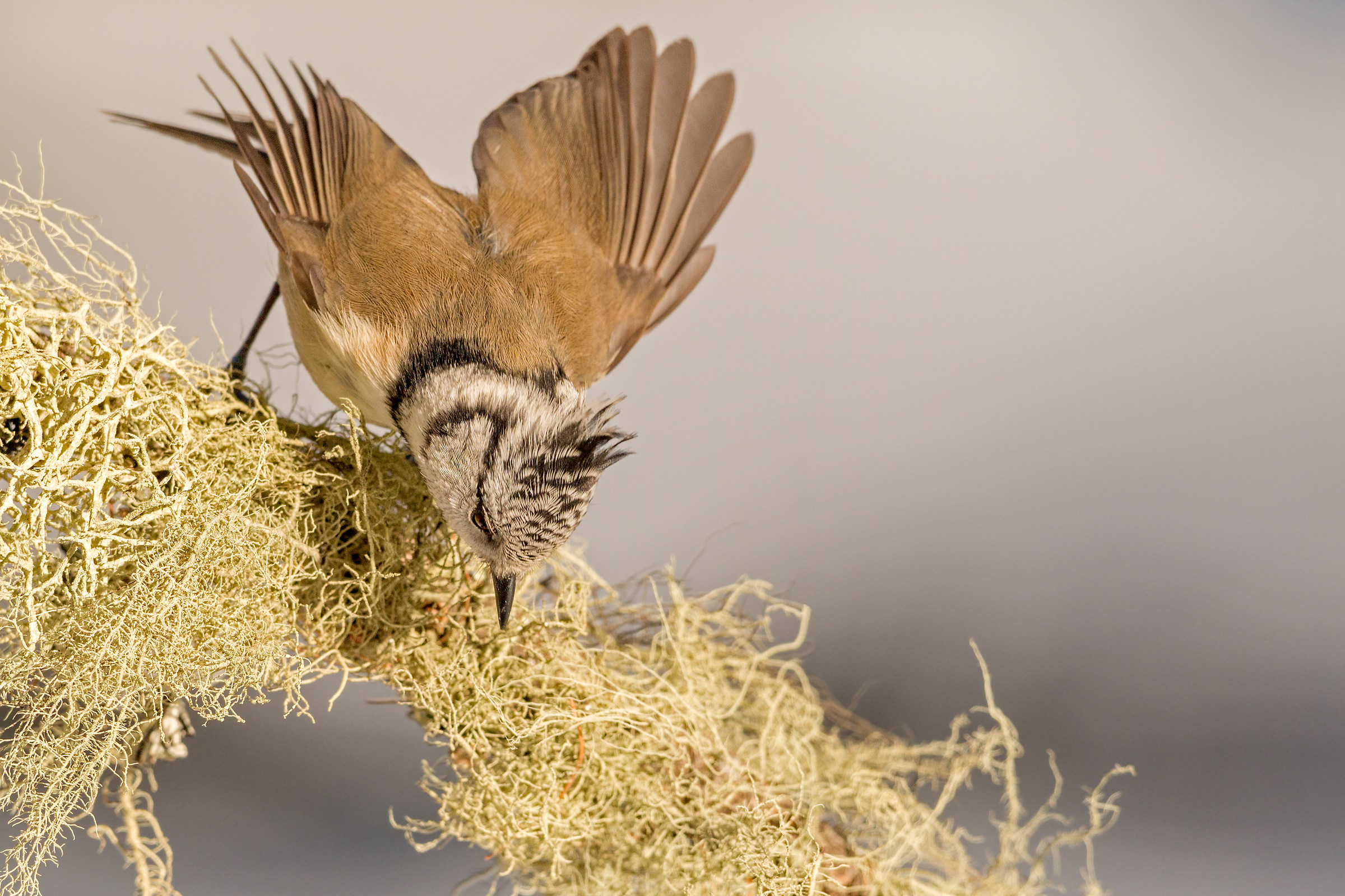 the detachment of the crested tit