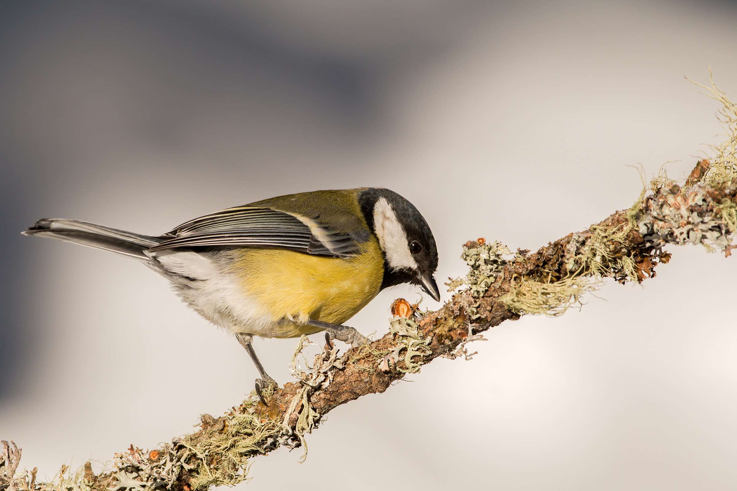 titmouse