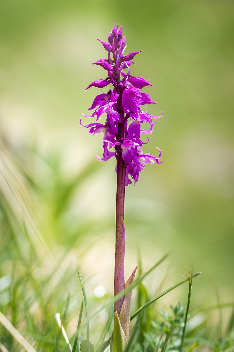 Dactylorhiza Maculata (Orchide Macchiata)
