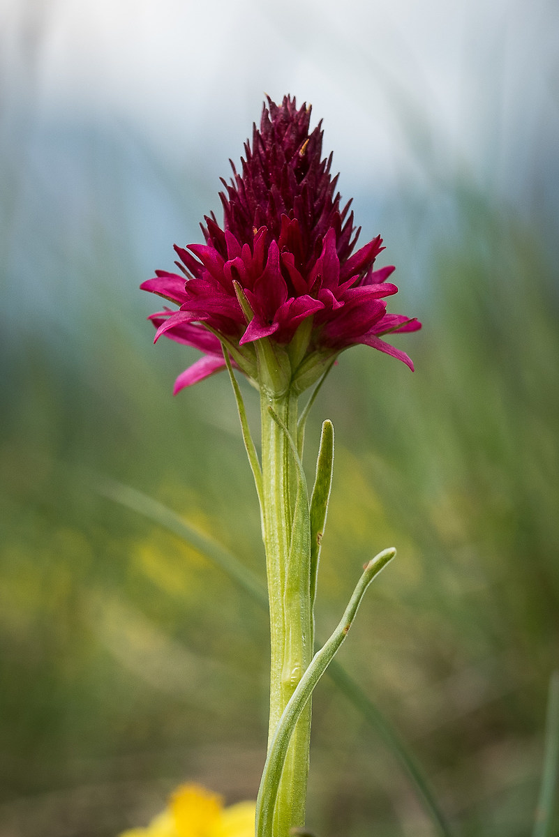 Gymnadenia Nigra (Nigritella Comune)