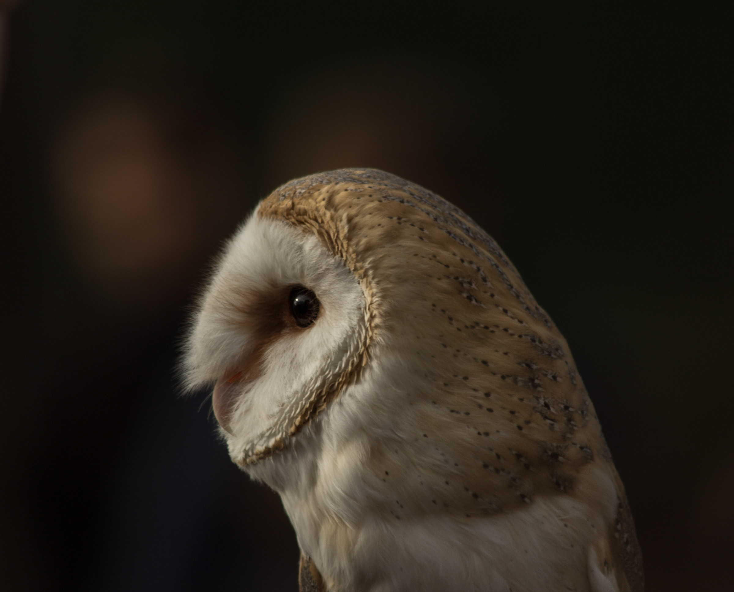 In attesa della notte ...