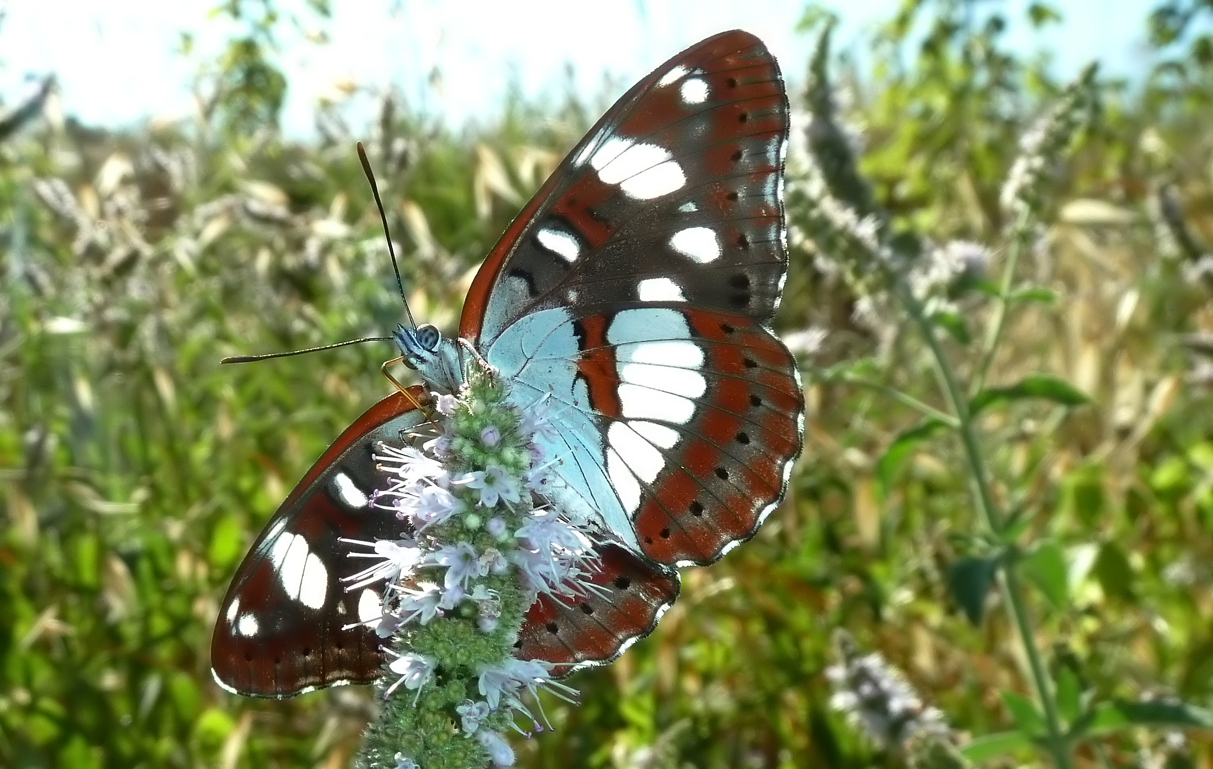 Limenitis reducta