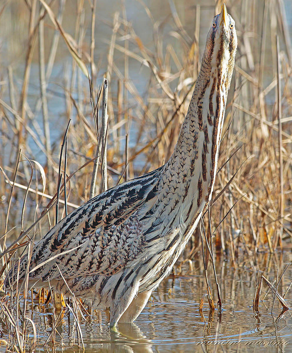 Tarabuso (Botaurus stellaris)