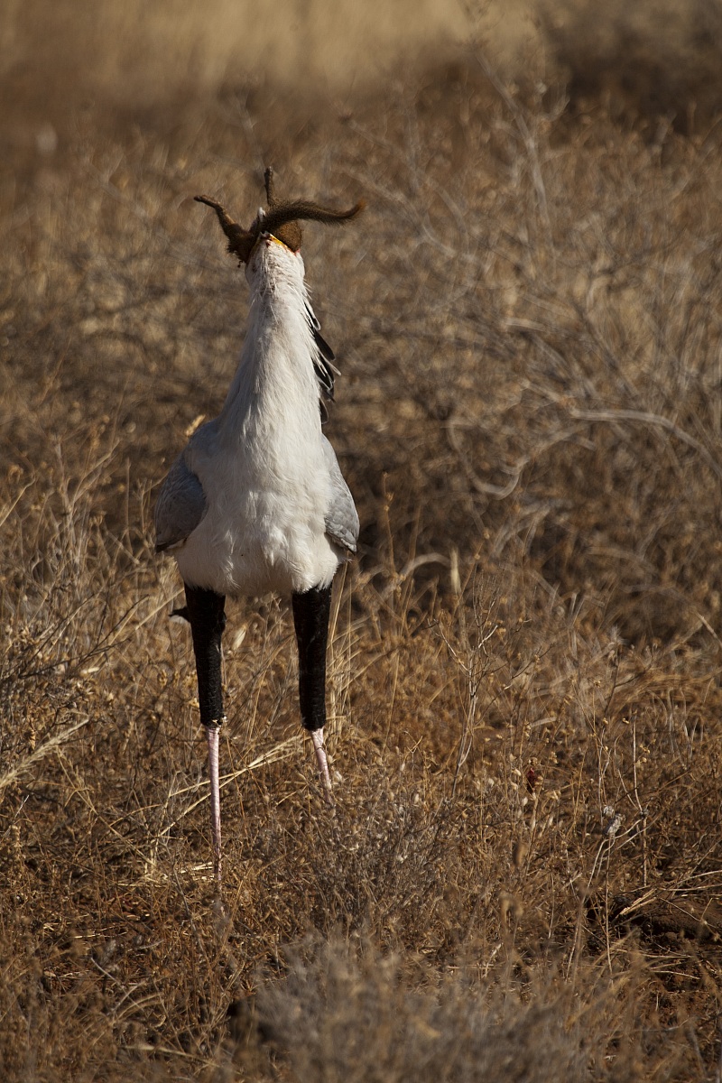 Secretaris incontrato mangoest