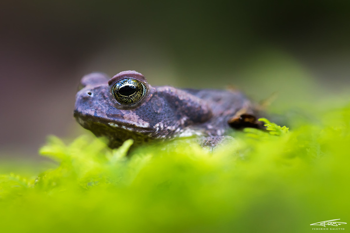 Frog Eye