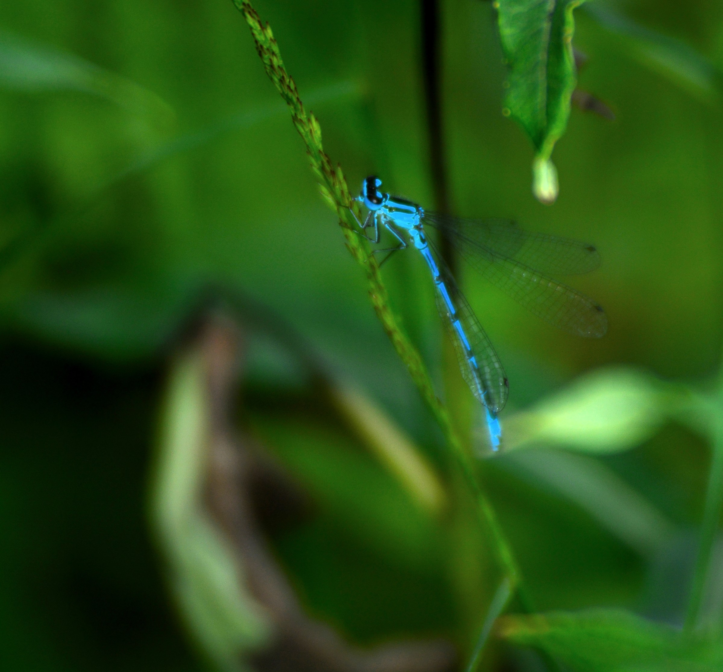Blue dragonfly