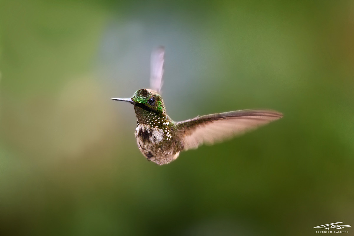 Topetinho Verde Maschio