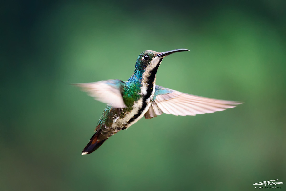 Beija Flor de veste Preta