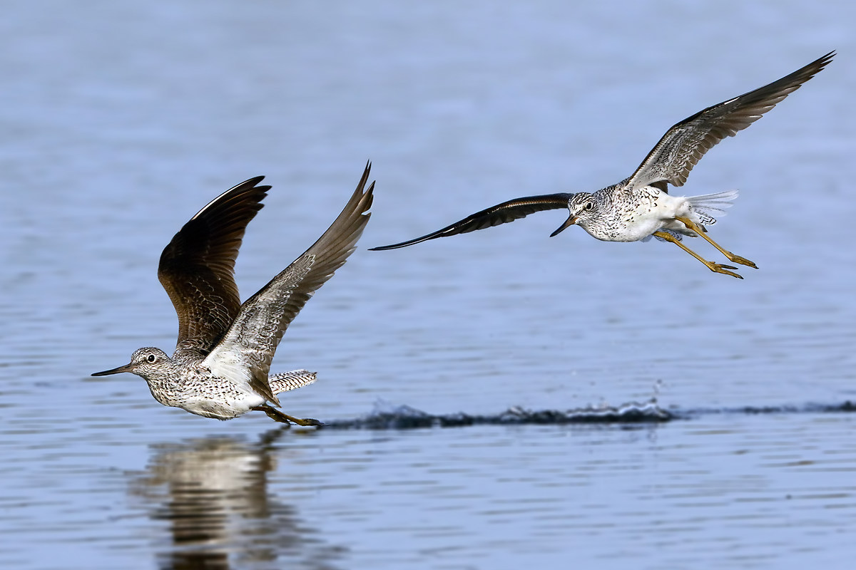 Greenshanks - tracking 1