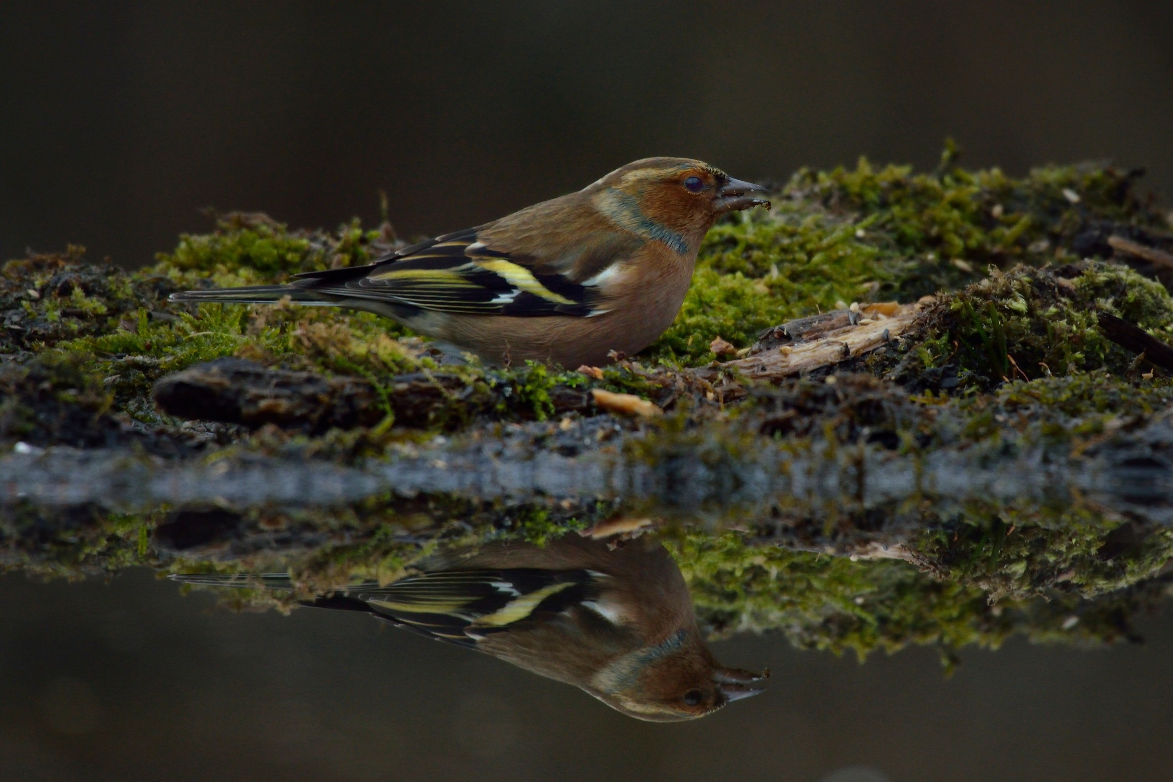 Chaffinch reflex ...