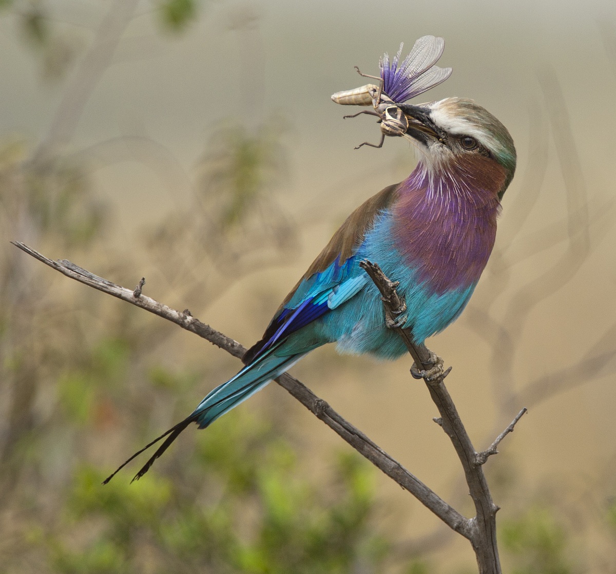 Scharrelaar met sprinkhaan