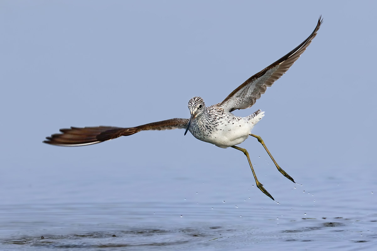 L'involo della pantana