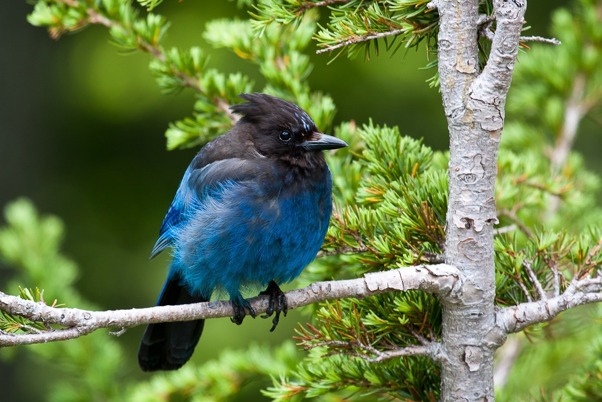 Steller's Jay - Cyanocitta stelleri