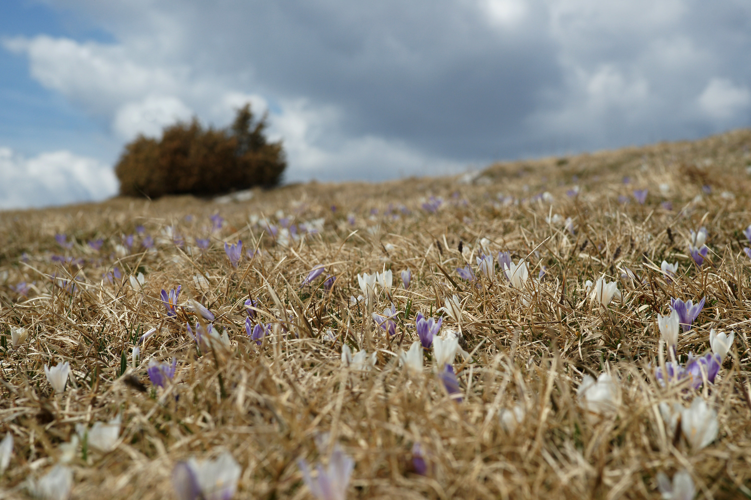 Crocus sul Cansiglio