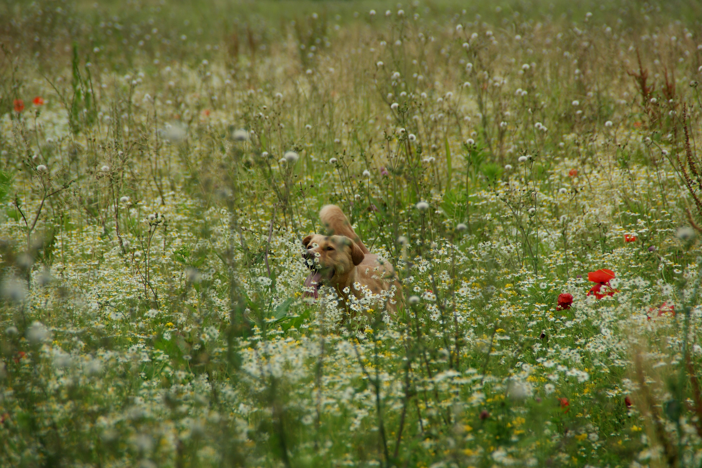 Peppa nel campo di camomilla