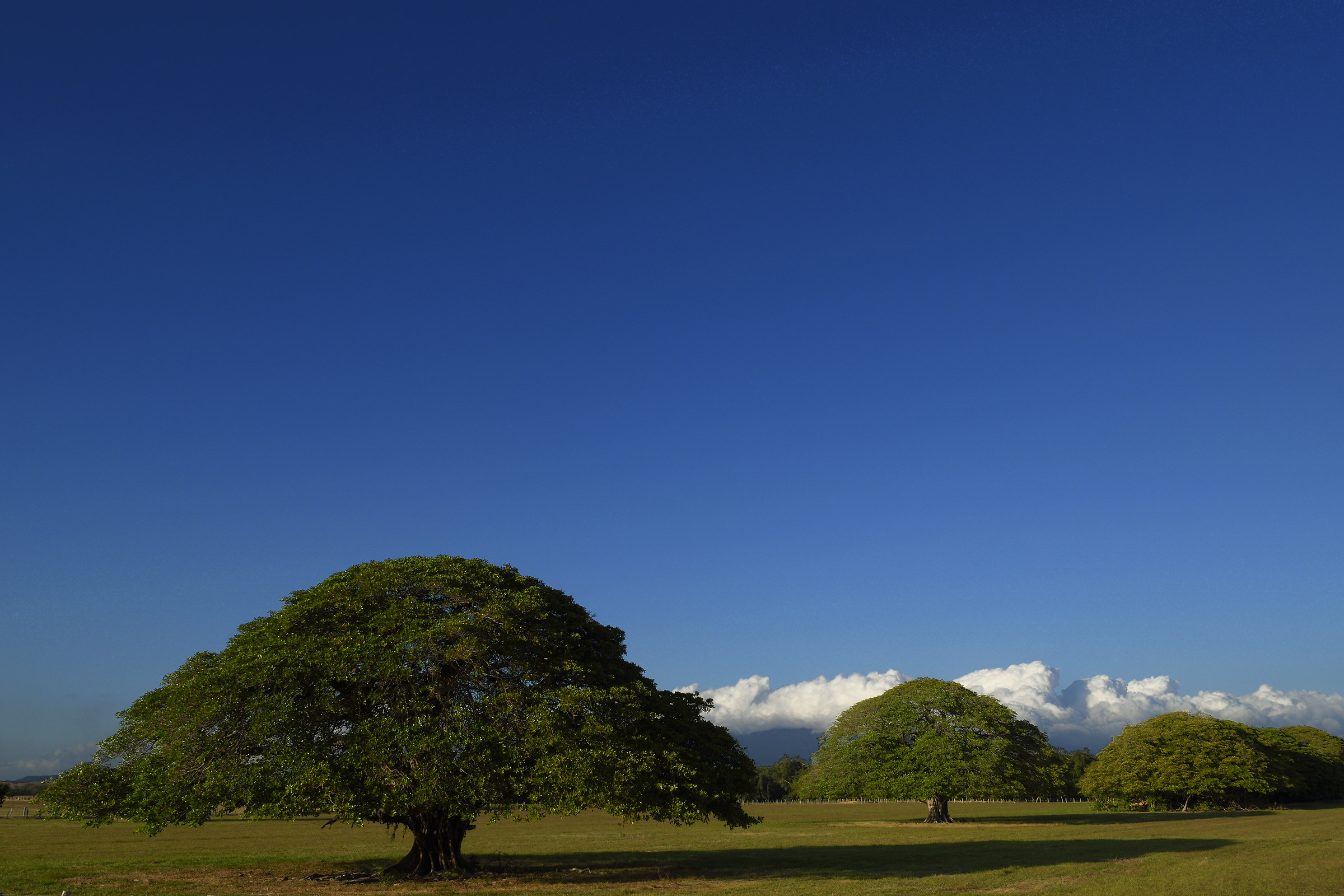 I tre Guanacaste ( Costarica )