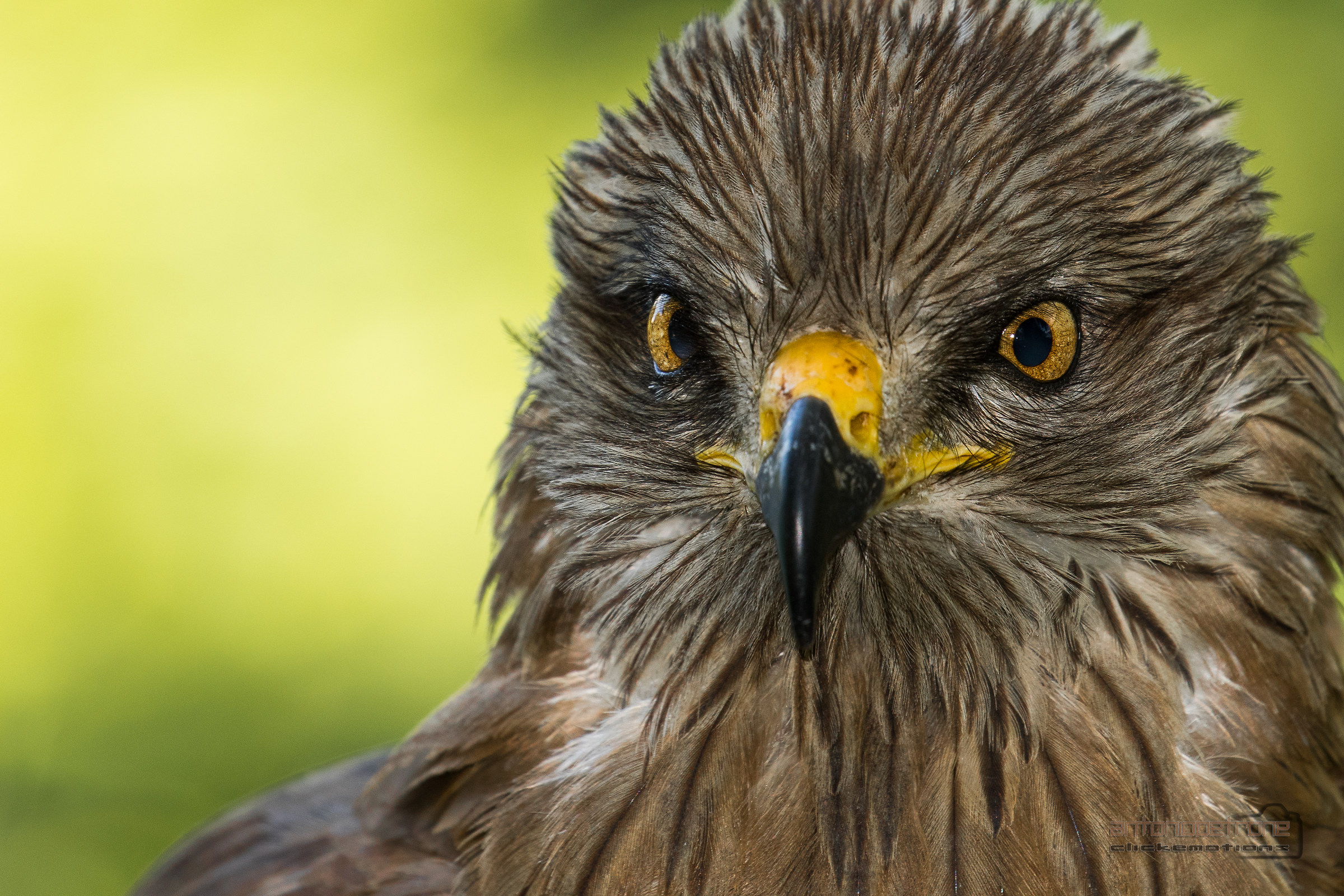 The Black Kite ... face to face