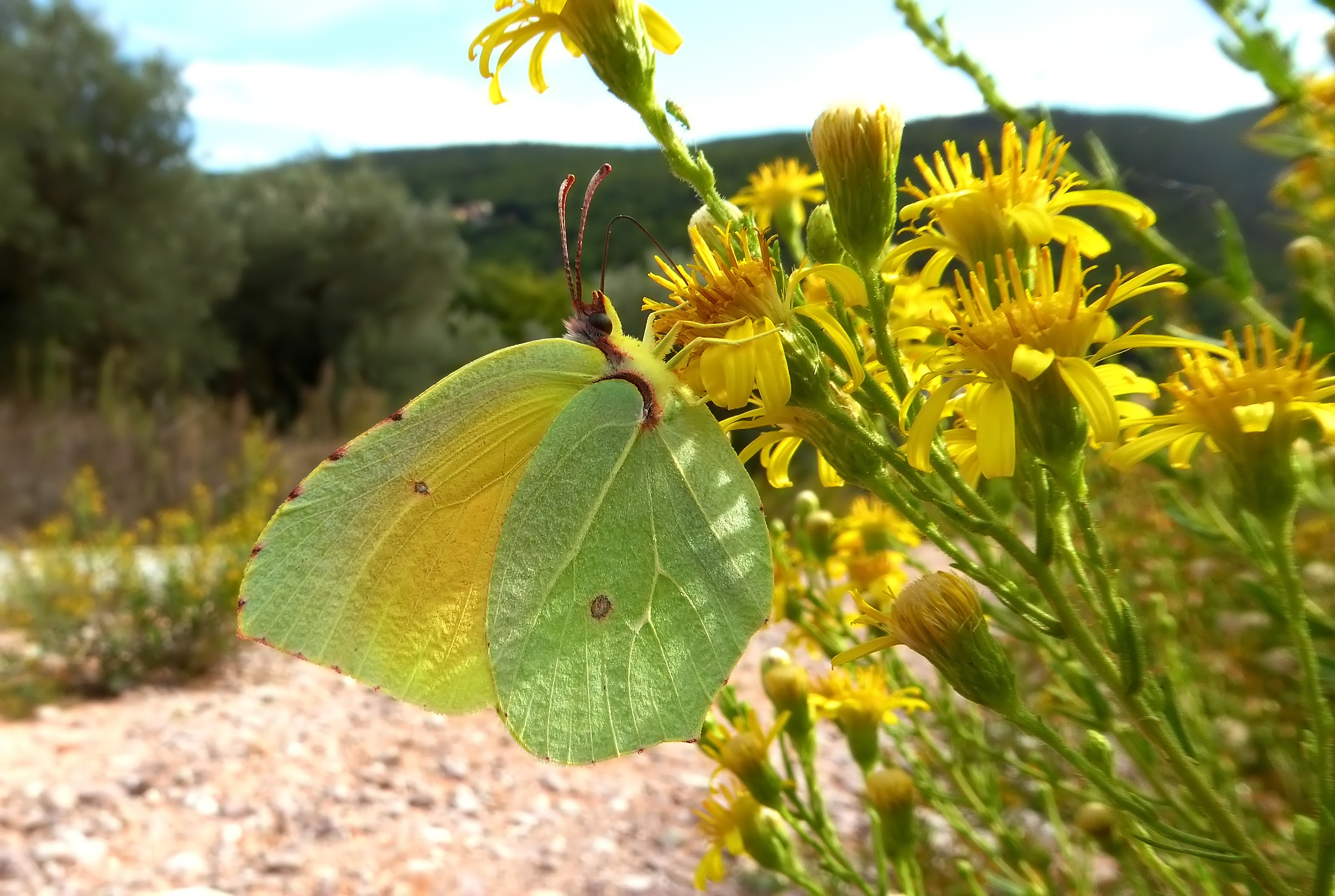 Gonopteryx Cleopatra
