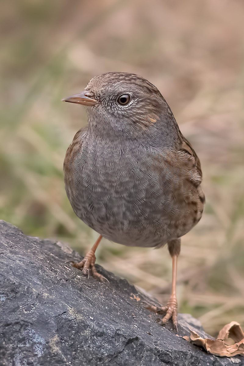 Portrait: passera scopaiola (Prunella modularis)