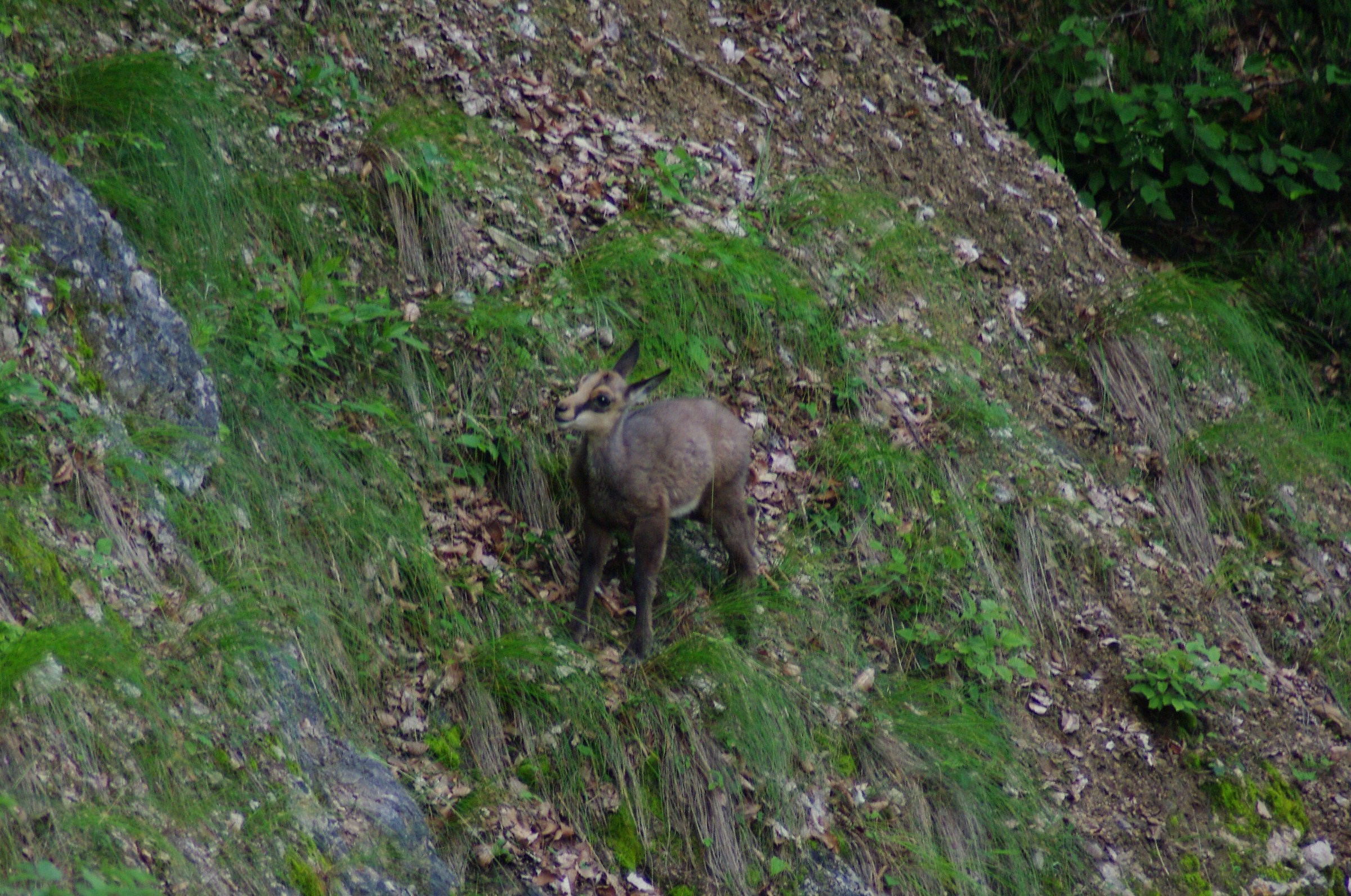 Small chamois