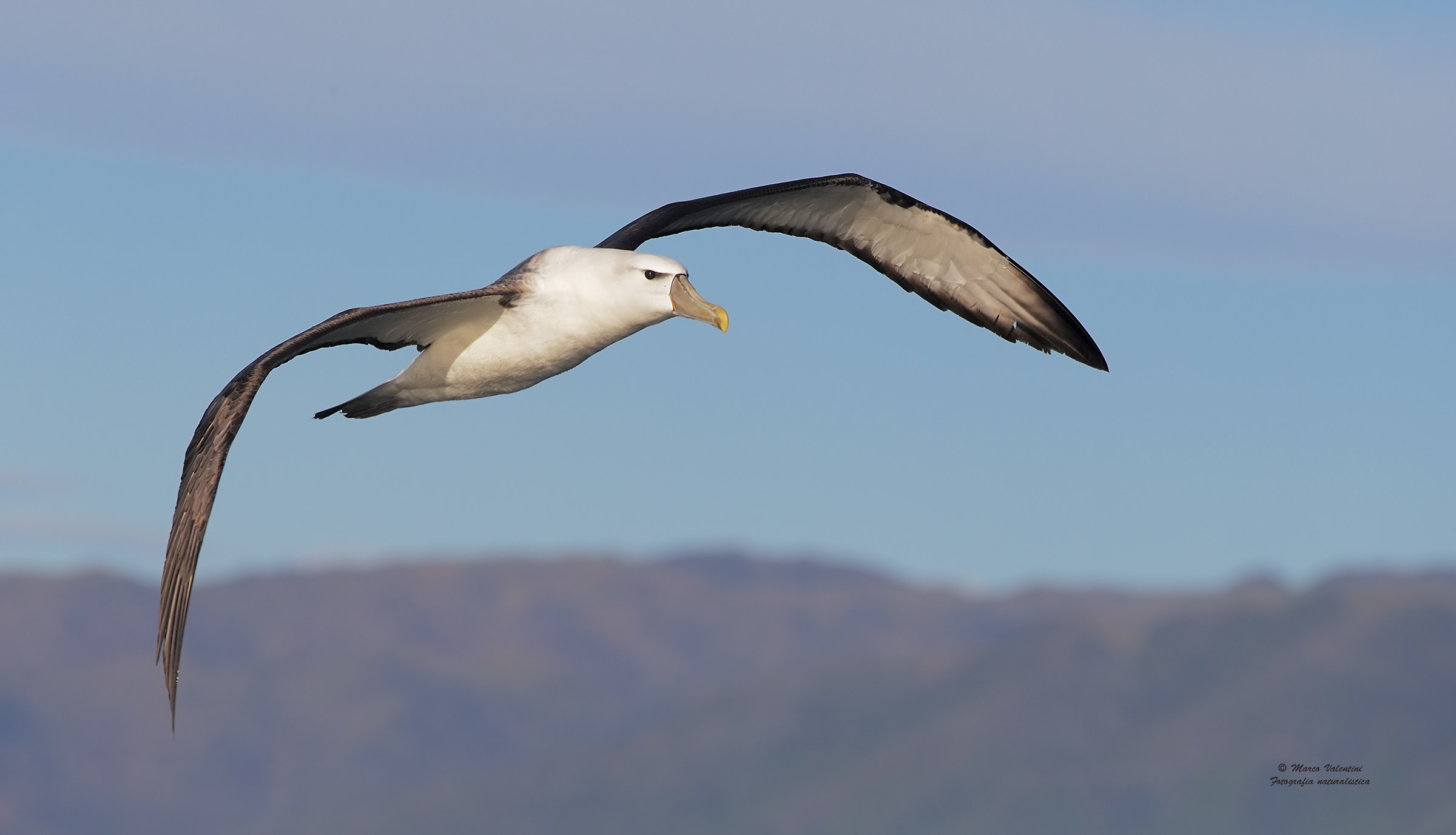 The large wings albatross