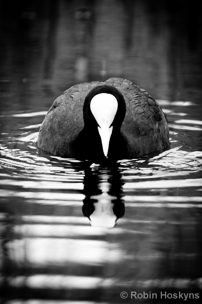Coot B&W