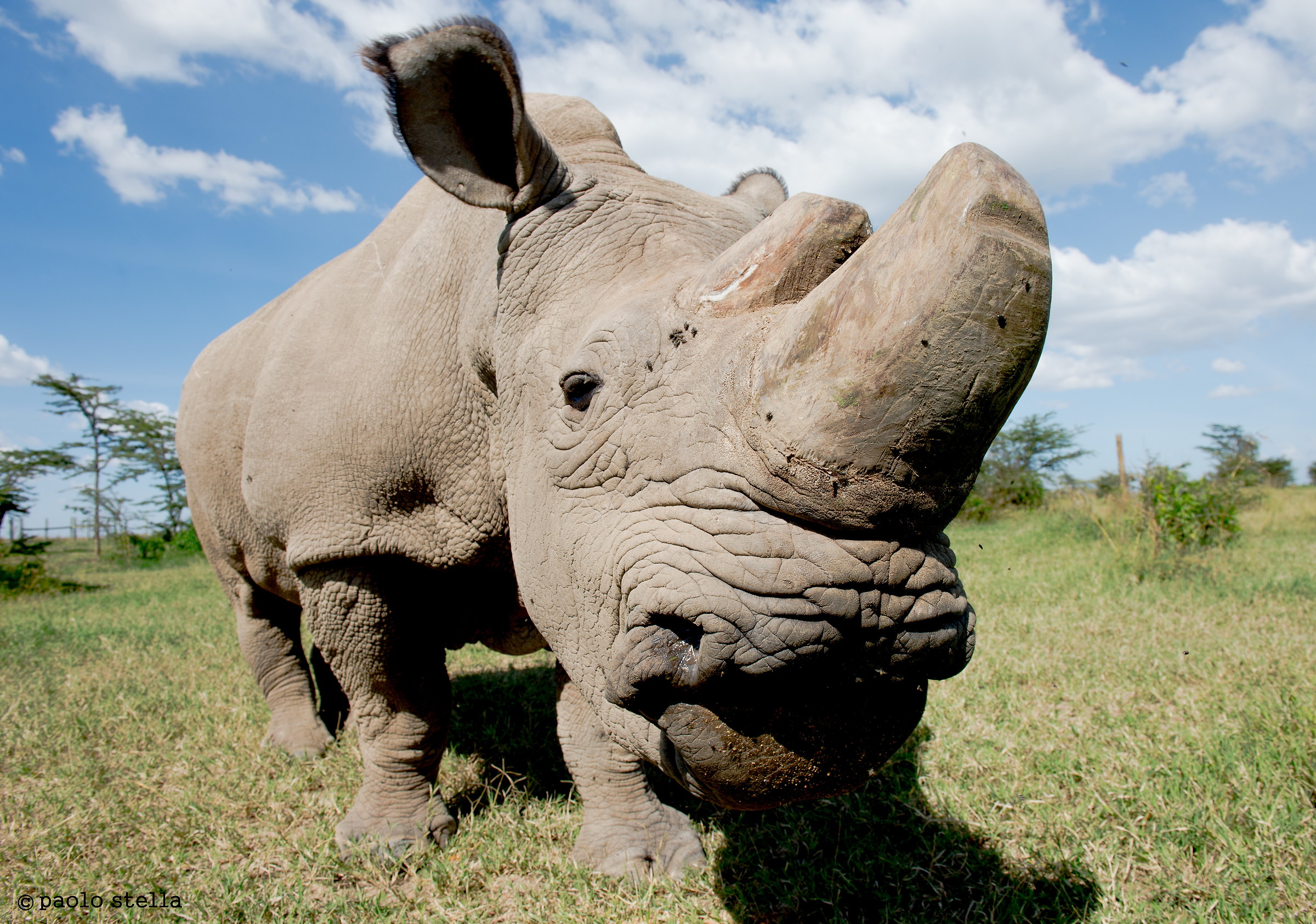 northern white rhino