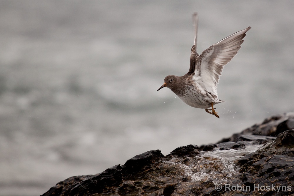 Purple Sandpiper (Calidris maritima)