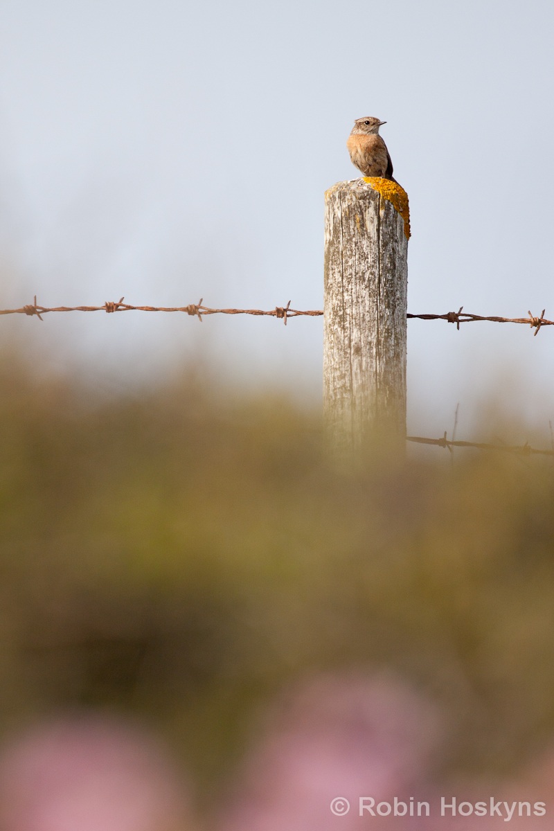 Female Stonechat (Saxicola rubicola)
