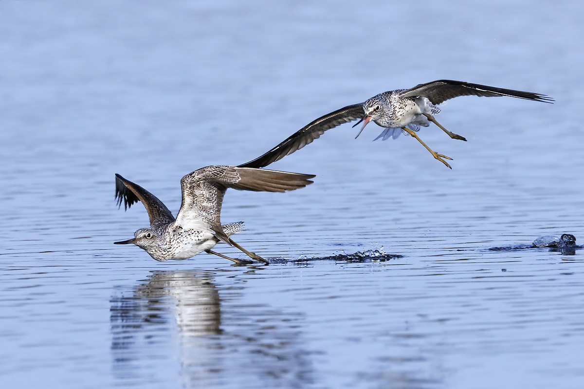 Pantane - l'inseguimento