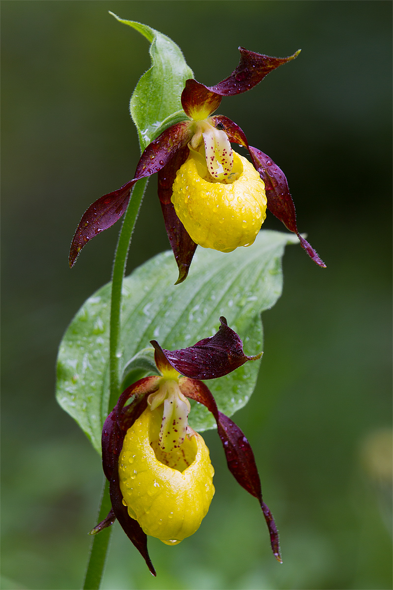 Scarpetta della Madonna o di Venere (Cypripedium calceo