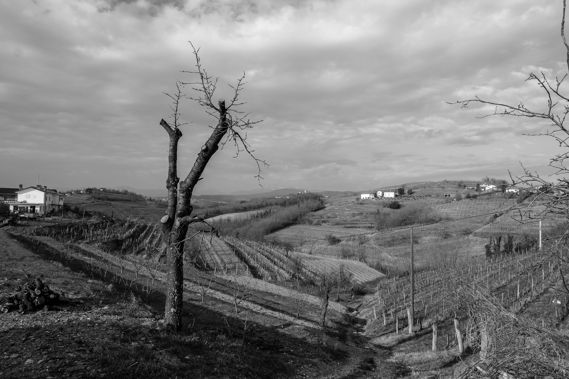 il Collio sloveno a Madana