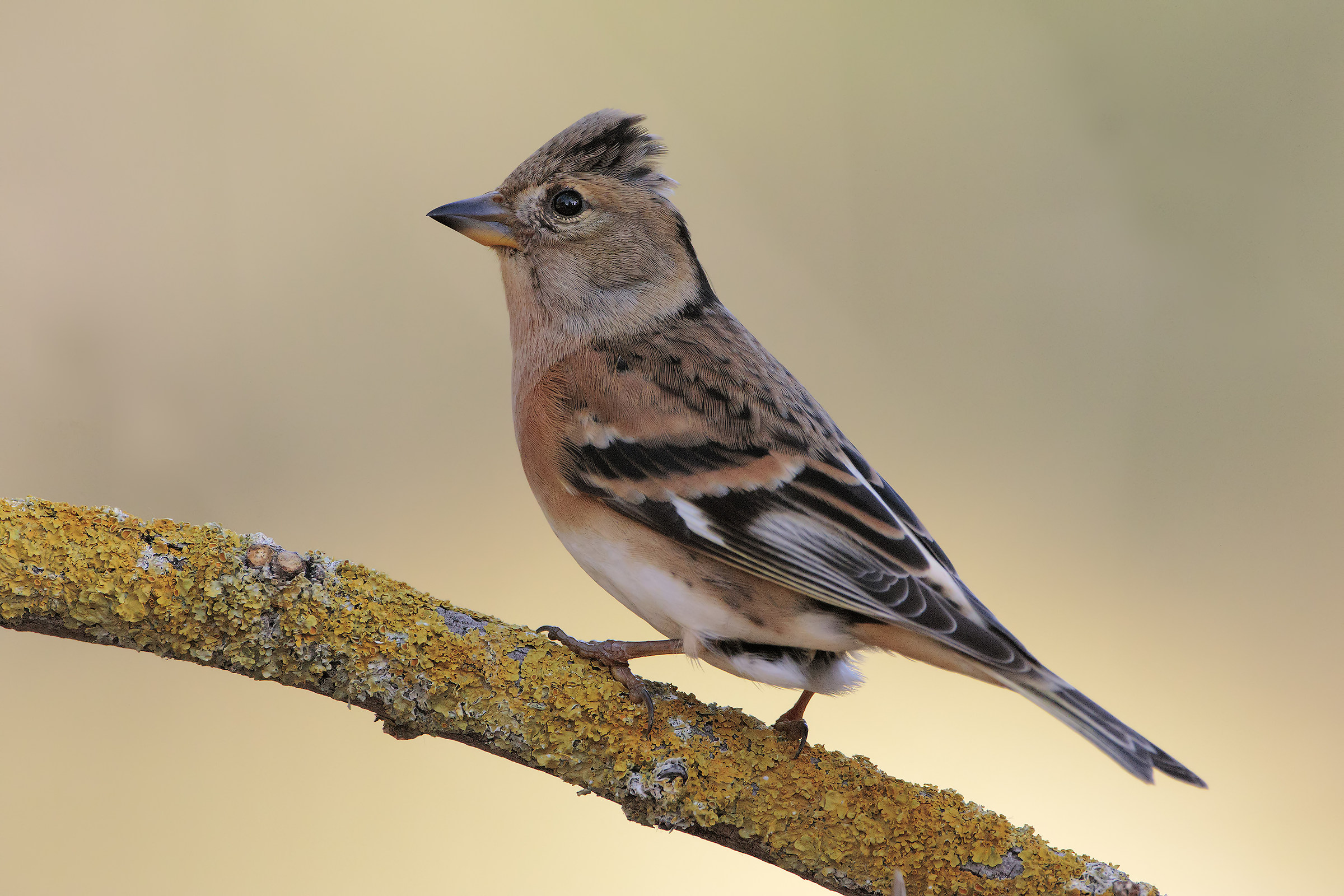Female Brambling