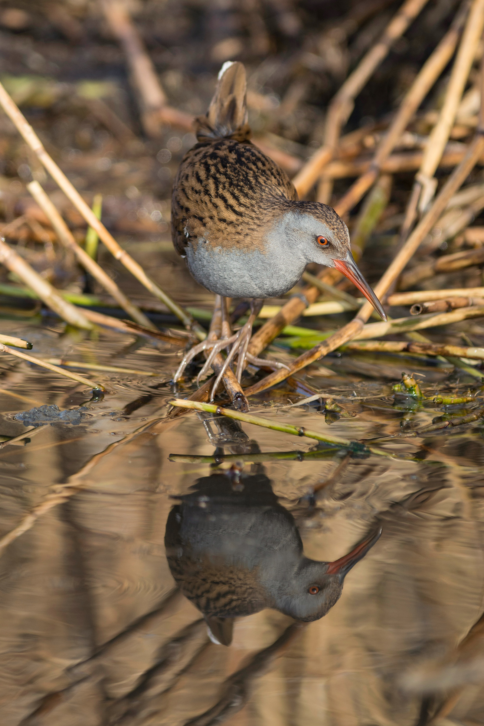 Porciglione allo specchio