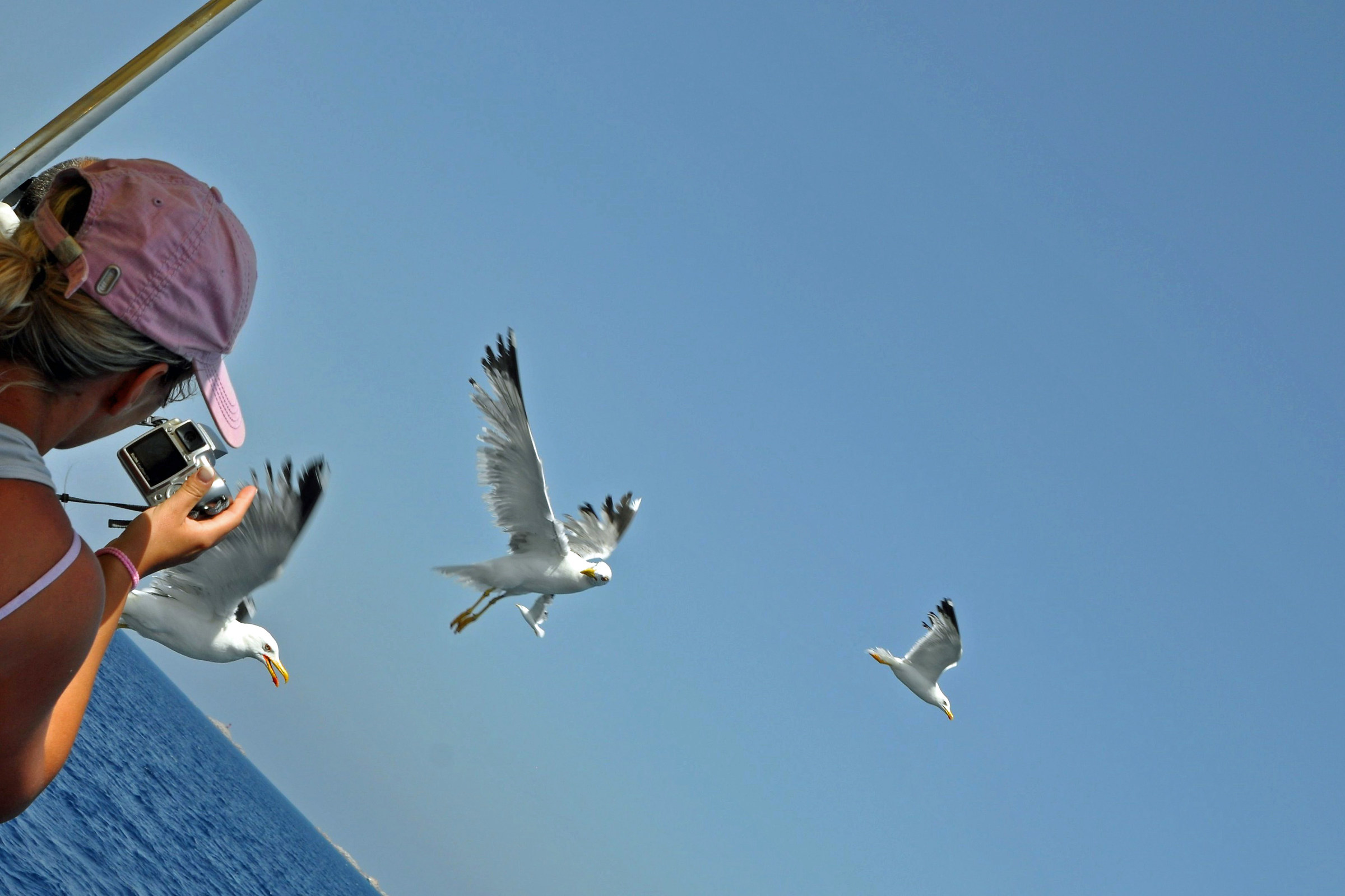 Macaroni with shrimp seagulls