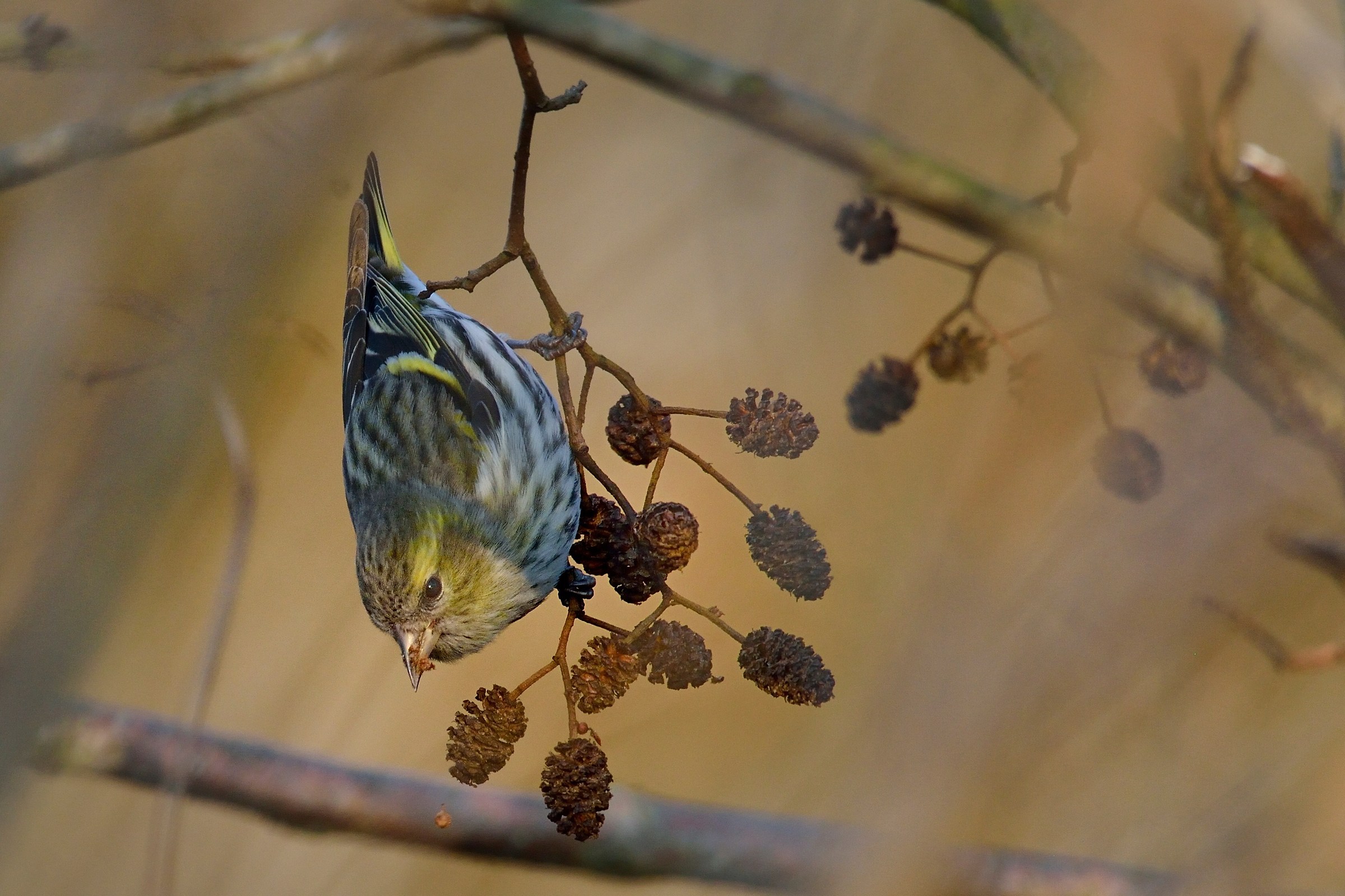 Siskin in the branches ....