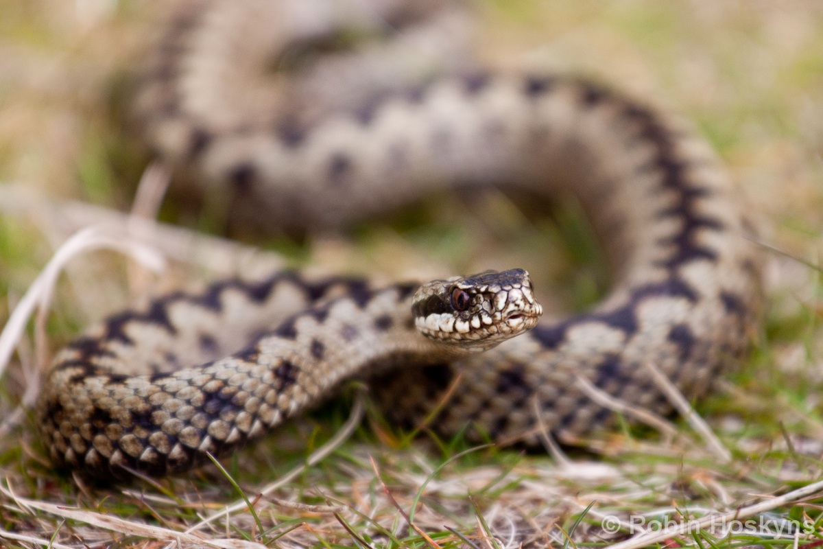 Vipera
