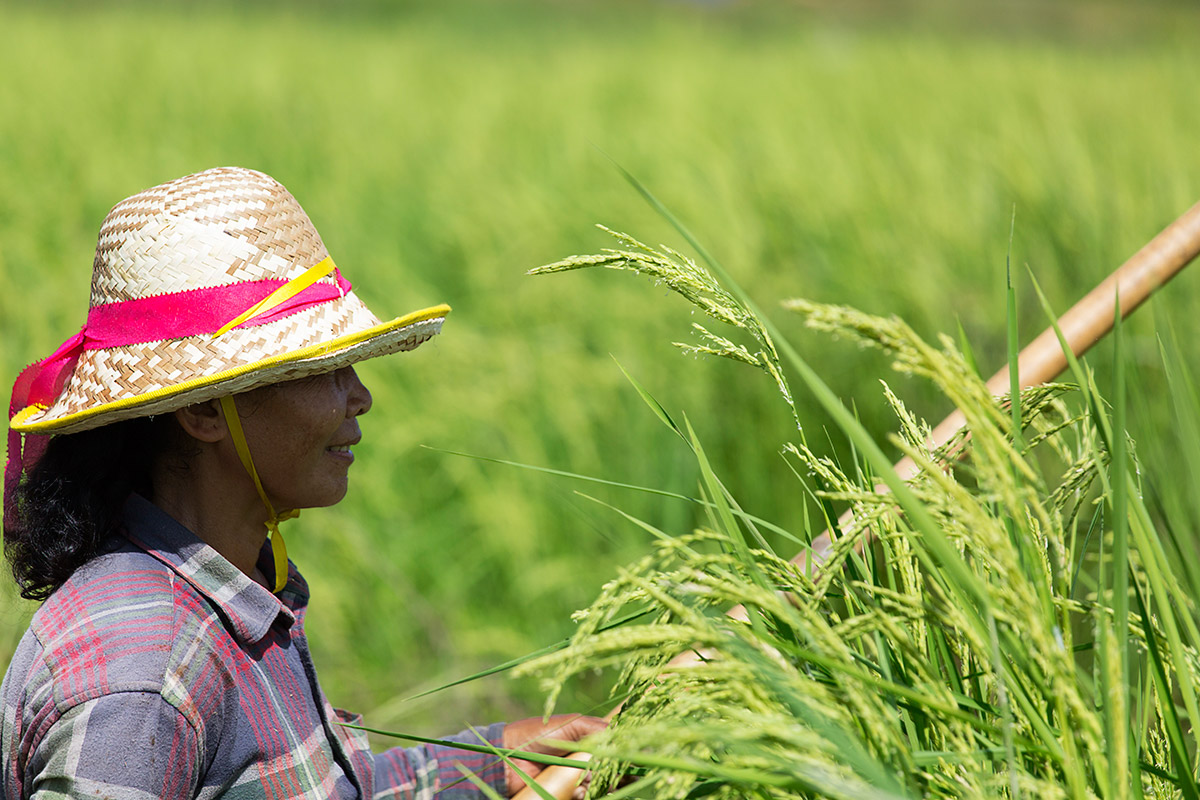 Pescando nelle risaie